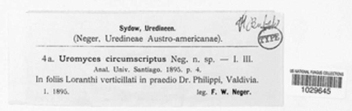 Uromyces circumscriptus image